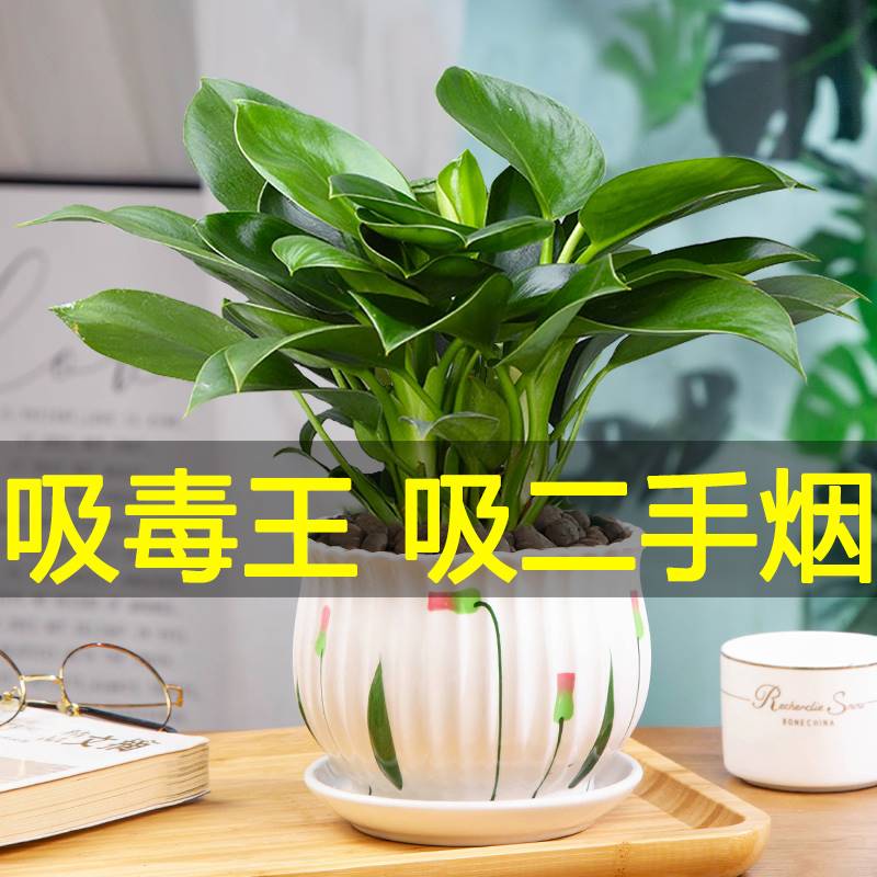 吸烟草二手烟除烟味植物静化净化空气的花 去吸收烟味的植物盆栽j