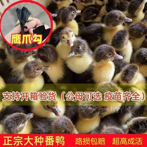 大种番鸭小鸭苗活体黑番鸭白番鸭苗公母可选宠物小鸭土鸭苗家鸭苗