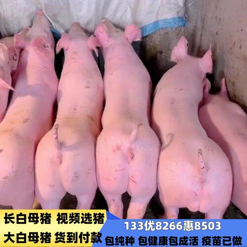 新美系长白母猪大白母猪二元母猪太湖母猪国寿黑母猪苏太母猪活苗