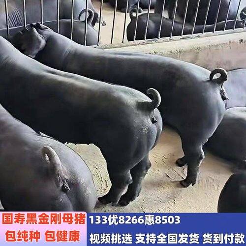 原种国寿黑母猪太湖母猪黑母猪长白母猪大白母猪二元母猪黑金刚仔