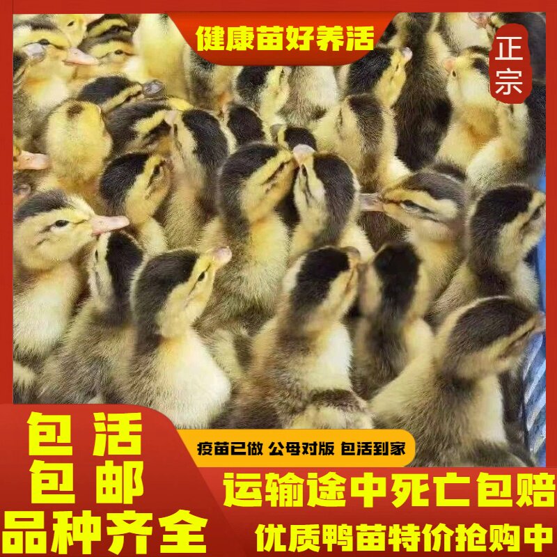 鸭苗活体鸭子高产蛋麻鸭苗金锭鸭动物种苗