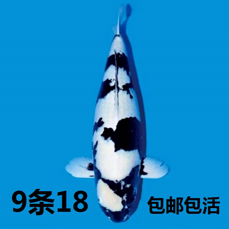 白写锦鲤鱼活体鱼缸观赏鱼金鱼苗冷水鱼昭和红白大正松叶孔雀