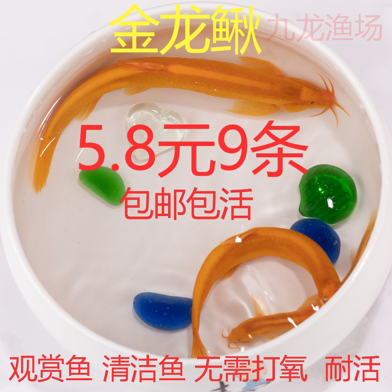 清道夫黄金鳅黄泥鳅冷水观赏鱼苗