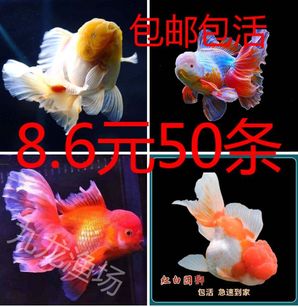 锦鲤鱼活体小型鱼苗小金鱼活小鱼活冷水观赏鱼苗淡水鱼苗国狮泰狮