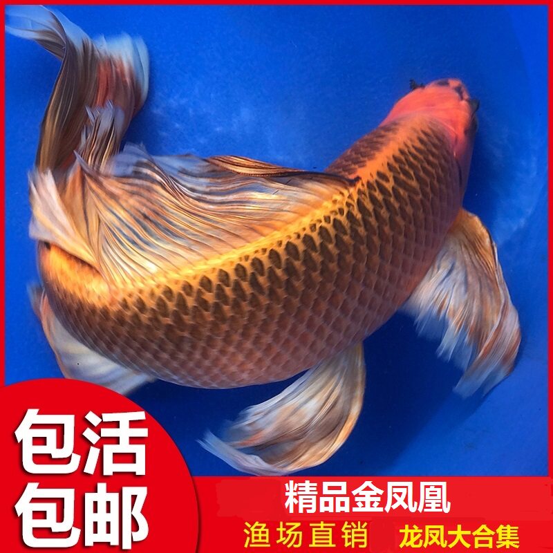 活体风水招财金鱼蝴蝶鲤