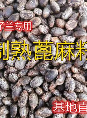 炒熟的蓖麻子肥料君子兰专用肥腰肥氮磷钾肥兰花用肥各种花卉通用