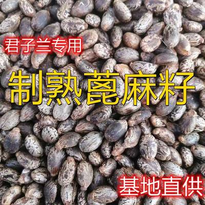 炒熟的蓖麻子肥料君子兰专用肥腰肥氮磷钾肥兰花用肥各种花卉通用