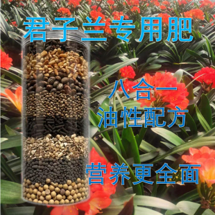 君子兰专用肥腰肥氮磷钾肥炒熟的松仁催花有机肥脱胶牛骨粒兰花用