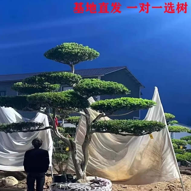 小叶瓜子造型黄杨树庭院别墅造型黄杨树绿化黄杨盆景树四季常青