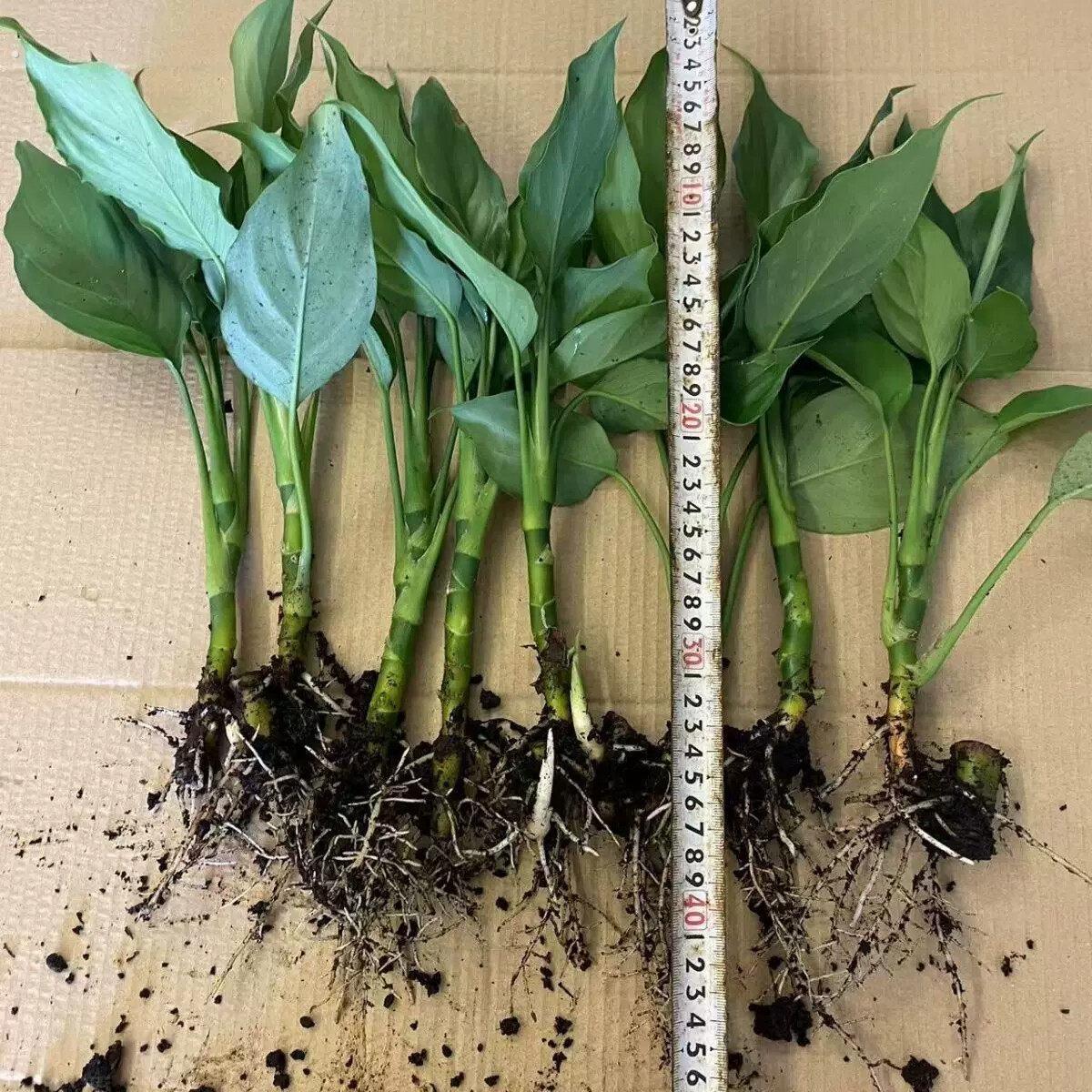 老品种广东万年青树苗四季常青盆栽地栽水培适合室内种植的绿植