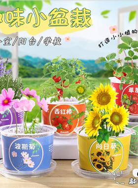 幼儿园科学实验果蔬种植杯绿植