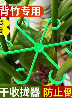 龟背竹专用固定支撑架｜防倒伏+