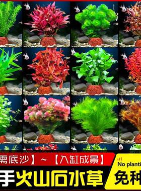 花百年山形火山石水草宝塔水榕