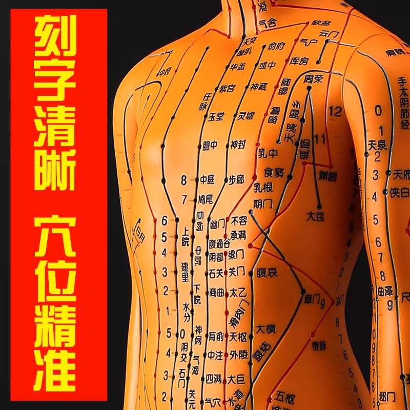 人体针灸模型人经络穴位