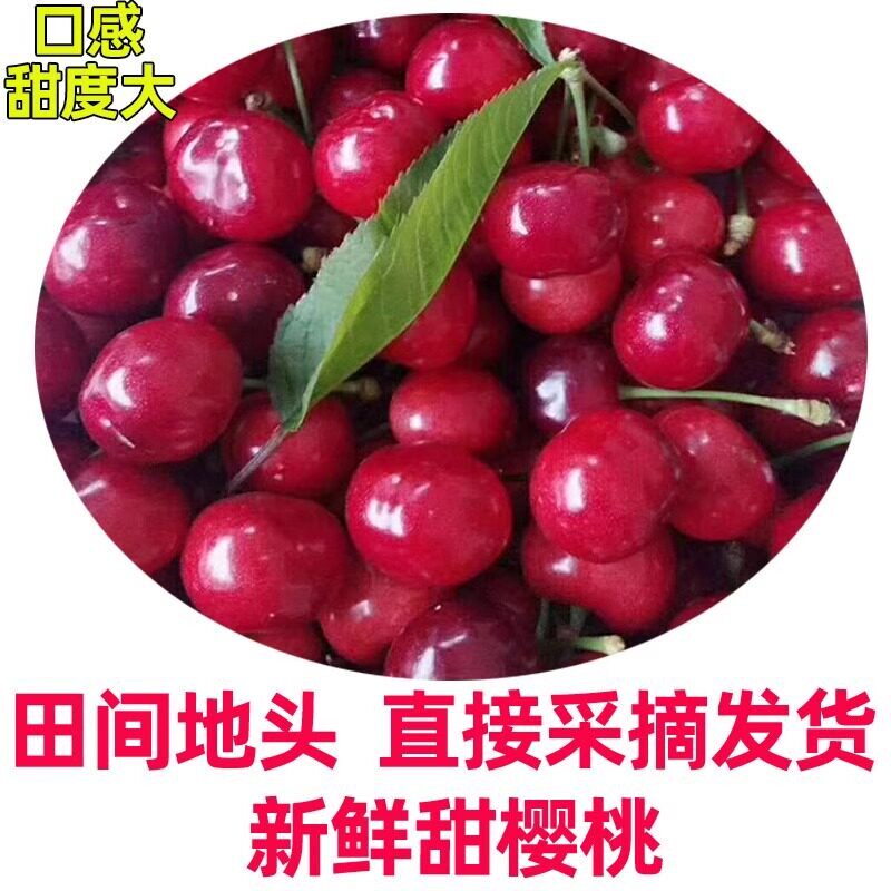陕西新鲜大甜樱桃红灯 车厘子红灯樱桃孕妇整箱水果带箱4斤
