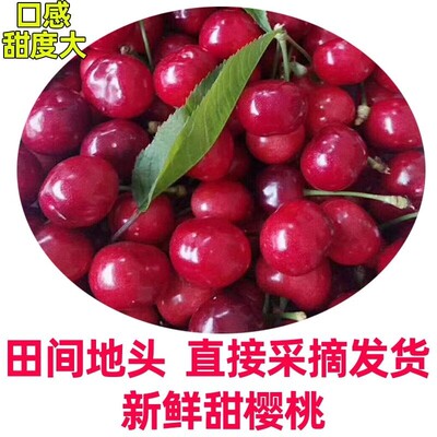 陕西新鲜大甜樱桃红灯 车厘子红灯樱桃孕妇整箱水果带箱4斤