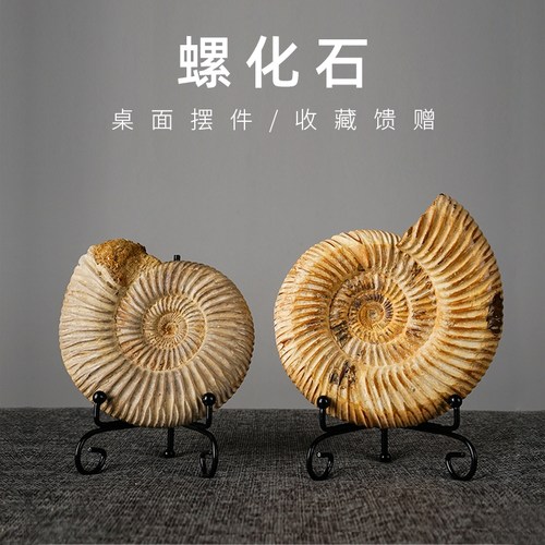 天然桌面海星贝壳化石科普