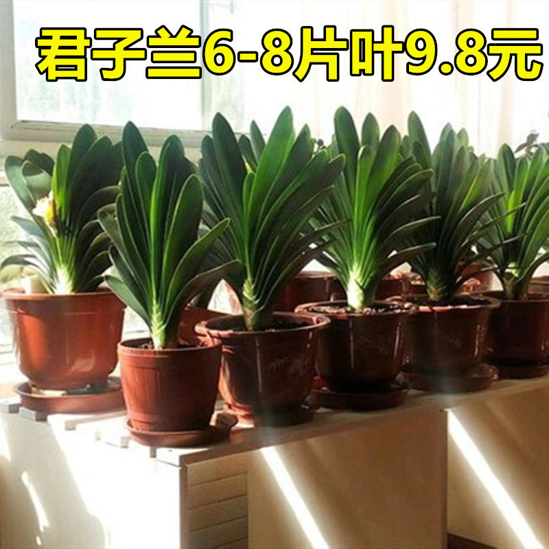 四季精品君子兰盆栽高档名贵带花苞小苗室内花卉植物好养圆头和.