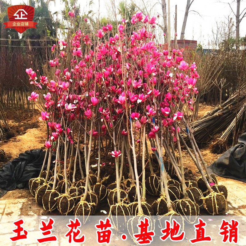 玉兰花树苗白玉兰花苗紫玉兰苗地栽盆栽庭院大型绿化苗木当年开花