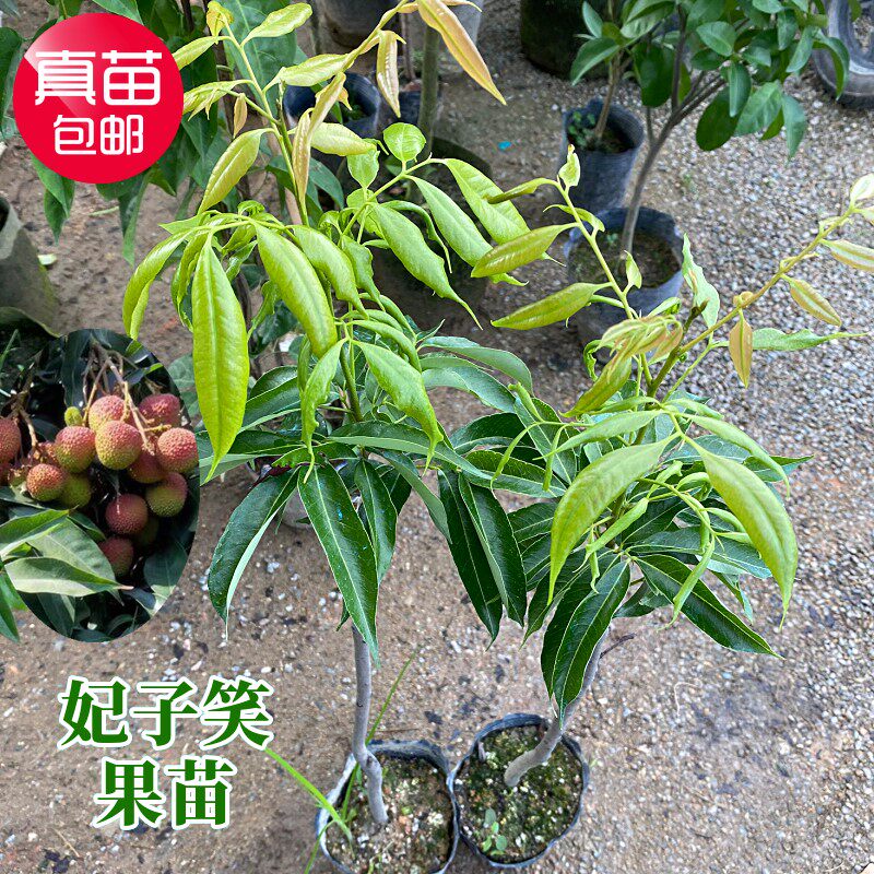 广东荔枝树苖 嫁接妃子笑无核荔枝苗 桂味糯米糍荔枝果树果苗盆栽