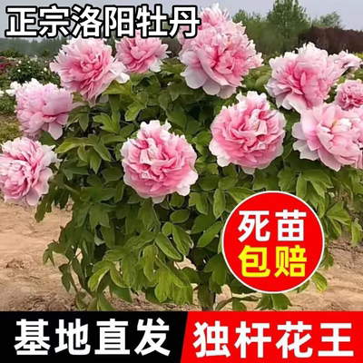 独杆牡丹花山东菏泽正宗大花