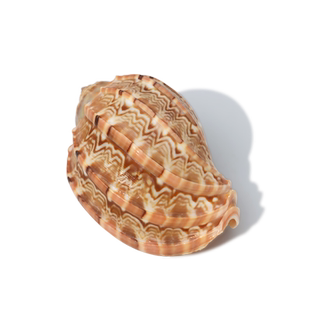 【螺贝艺】天然海螺贝壳琵琶螺杨桃螺寄居蟹卷贝鱼专用壳鱼缸摆件