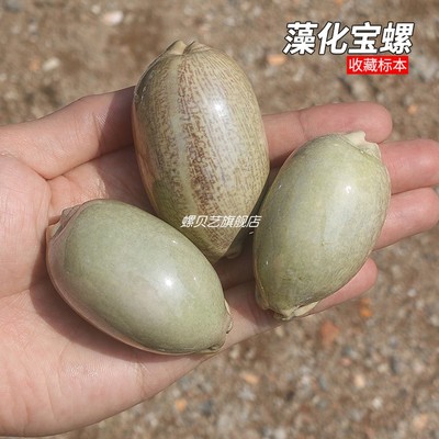 螺贝艺藻化花枕宝螺天然海螺贝壳