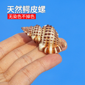 天然海螺贝壳厂家直销鳄皮螺鱼缸水族箱造景diy手工风铃创意摆件