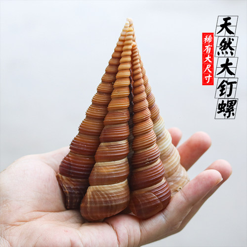 天然贝壳海螺稀有大钉子锥螺鱼缸水族造景DYI饰品拍摄道具收藏品