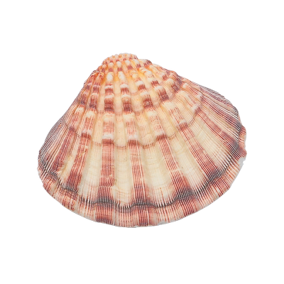 【螺贝艺】天然海螺贝壳彩色大扇贝狮爪贝水族鱼缸造景家居装饰