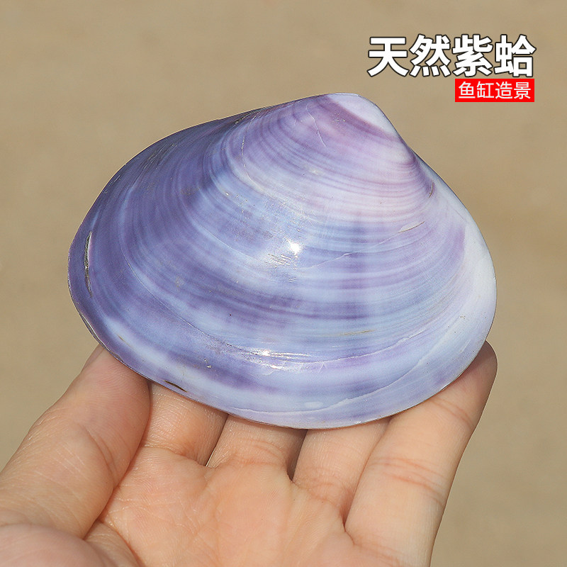 天然海螺紫色贝壳 双壳紫蛤 鱼缸水族造景 家居收藏摆件 创意礼物