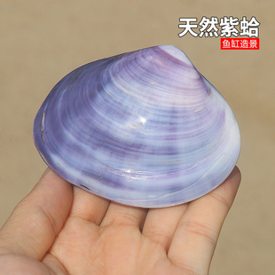 鱼缸水族造景 家居收藏摆件 双壳紫蛤 天然海螺紫色贝壳 创意礼物
