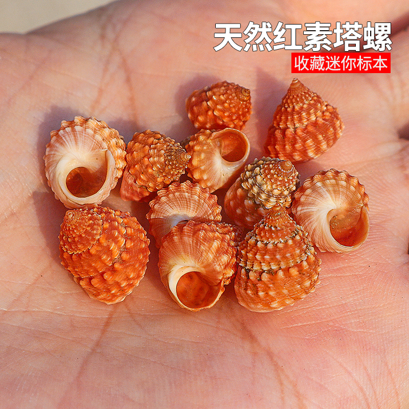 天然贝壳海螺红素钟螺塔螺标本螺寄居蟹替换壳鱼缸水族造景微景观