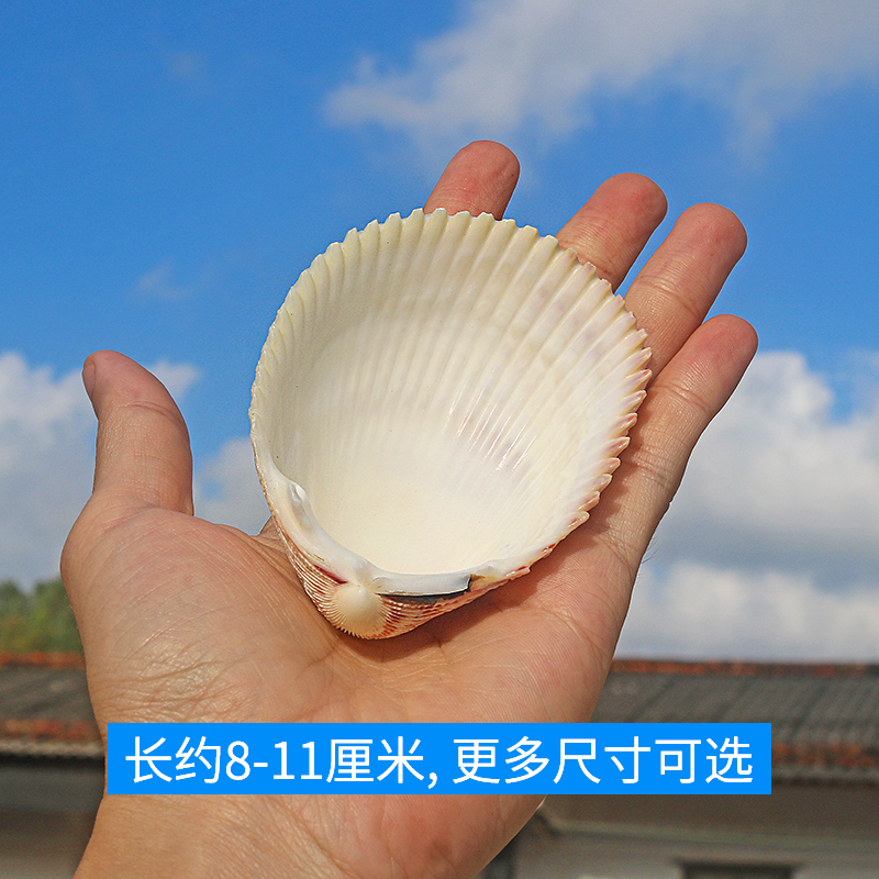 贝艺天然鸟尾水族造景风格海螺