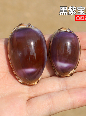 紫色宝螺天然稀有海螺贝壳标本收藏鱼缸水族造景装饰墙贴橱窗设计