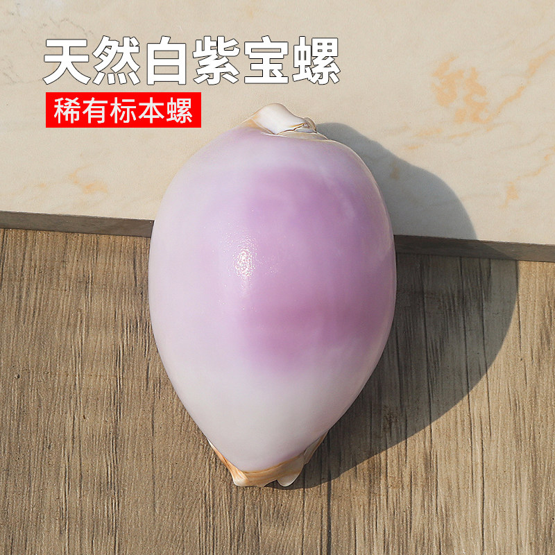 天然海螺贝壳地图宝螺稀有精品收藏级标本螺橱窗设计装饰创意礼物