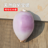 天然海螺贝壳地图宝螺稀有精品收藏级标本螺橱窗设计装 饰创意礼物