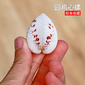 天然海螺贝壳心形贝壳情侣贝鸡心蛤情人节礼物送恋人女友创意礼品