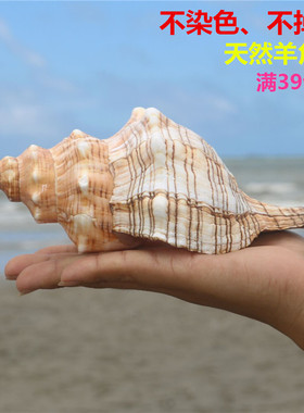 天然贝壳大海螺壳天然鱼缸装饰品水族箱造景寄居蟹有声音的海螺壳