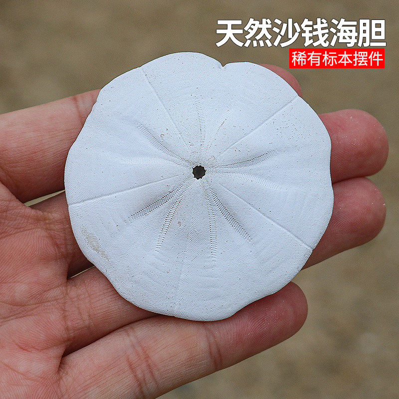 沙钱海胆沙币海钱标本收藏家居创意摆件装饰品海螺贝壳天然海胆壳