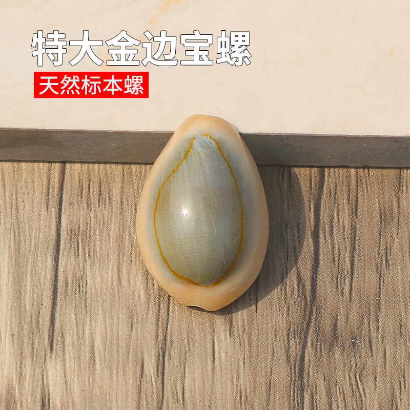 螺贝艺金边宝螺特大稀有标本螺