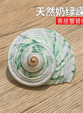 奶绿嵘螺标本天然小海螺贝壳鱼缸造景装饰摆件卷贝鱼寄居蟹替换壳