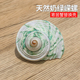 奶绿嵘螺标本天然小海螺贝壳鱼缸造景装 饰摆件卷贝鱼寄居蟹替换壳