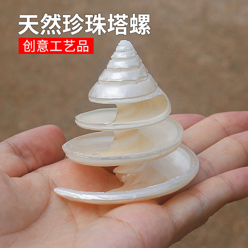 天然贝壳海螺珍珠塔螺荧光绿塔螺家居收藏工艺品鱼缸造景装饰包邮