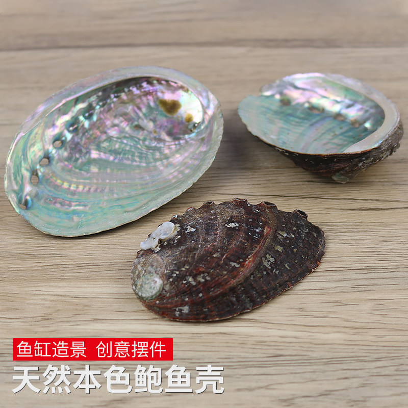 天然鲍鱼壳螺贝艺天然图片