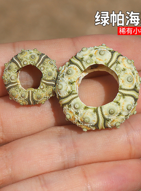 绿色头帕海胆稀有异色天然海胆壳家居收藏装饰造景儿童科普海螺