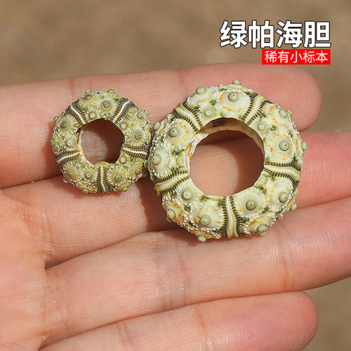 螺贝艺绿帕海胆稀有收藏标本