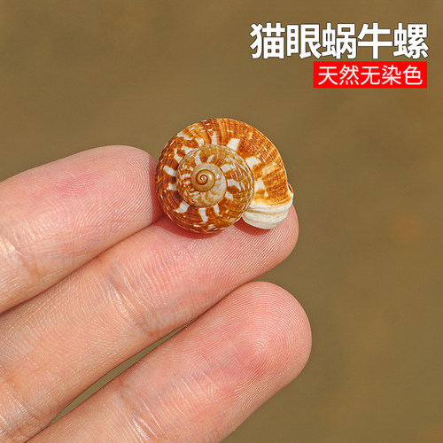 螺贝艺猫眼蜗牛螺寄居蟹替换壳