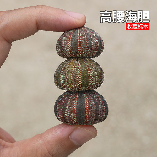 螺贝艺高腰海胆稀有收藏标本