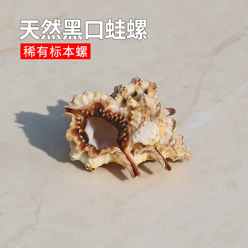 螺贝艺黑口蛙螺稀有收藏标本螺